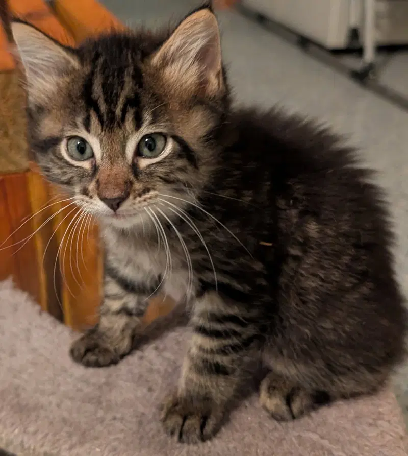 Howie, a male cat up for adoption