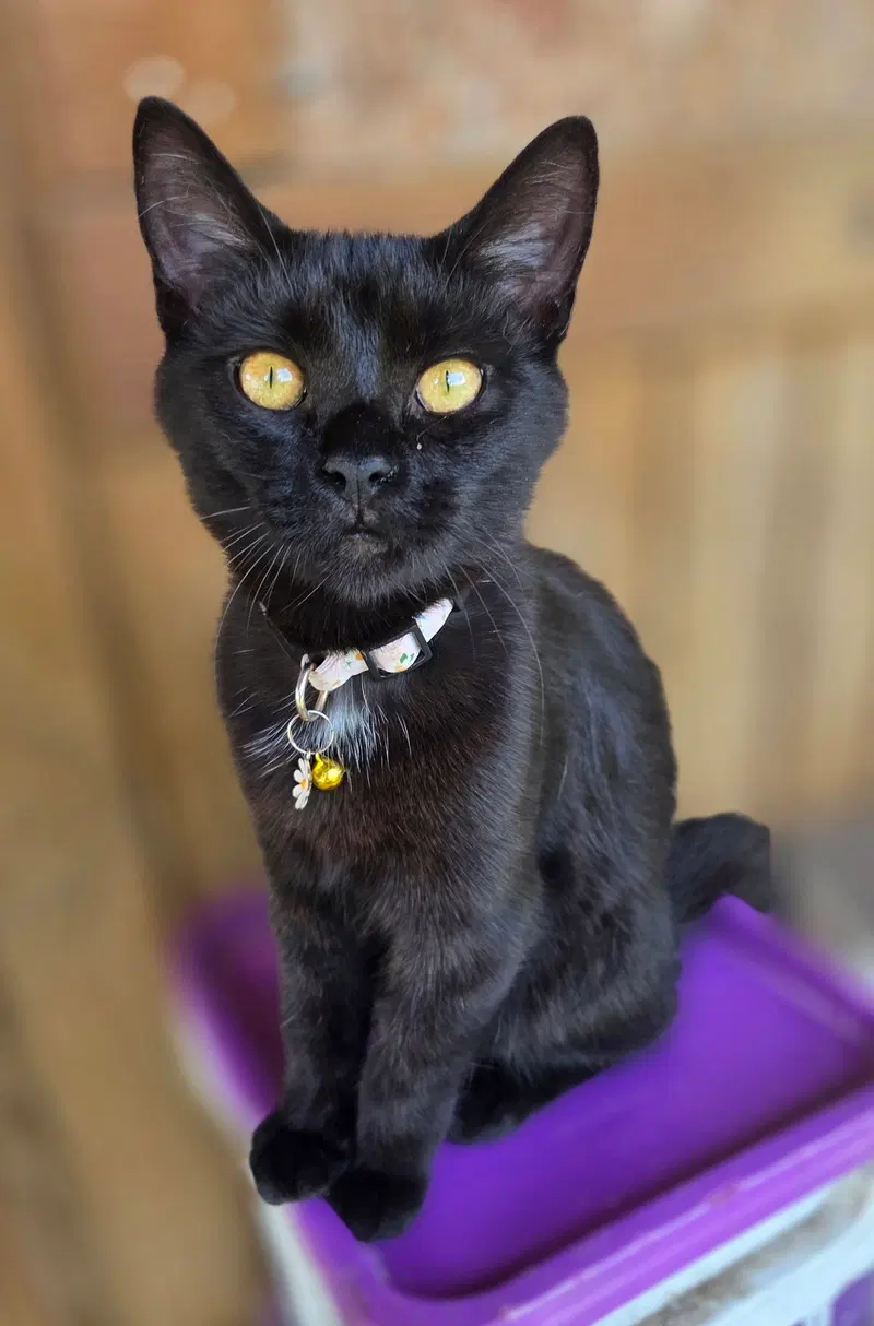 North, a young female Bombay cat up for adoption