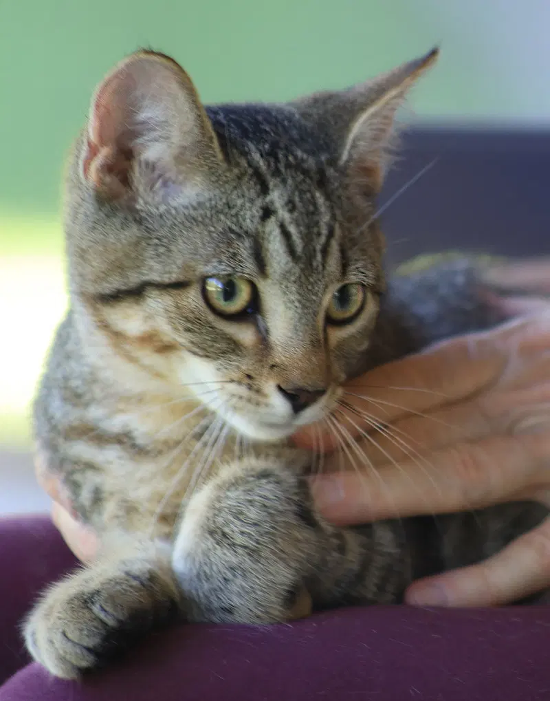 Nash, a male kitten up for adoption