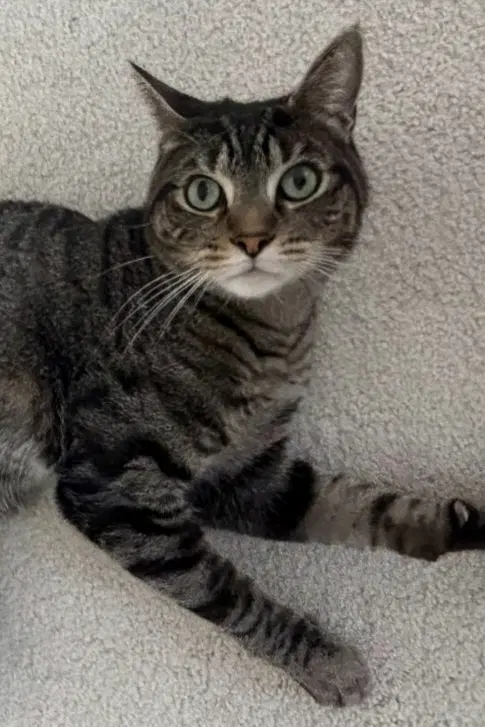 Hudson, an adult male Tabby cat up for adoption