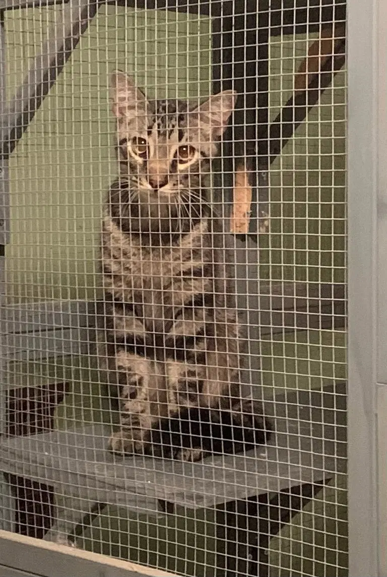 Bill, a young male cat up for adoption