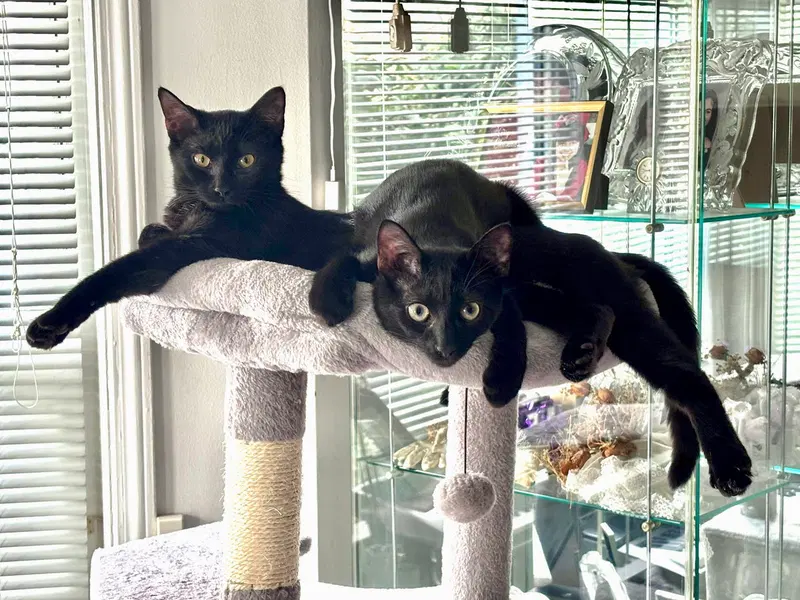 Vito & Zita, cats up for adoption