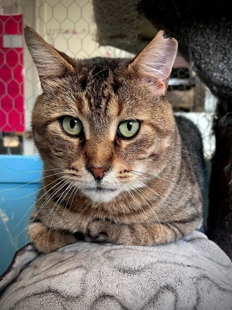 Toes, an adult male cat up for adoption