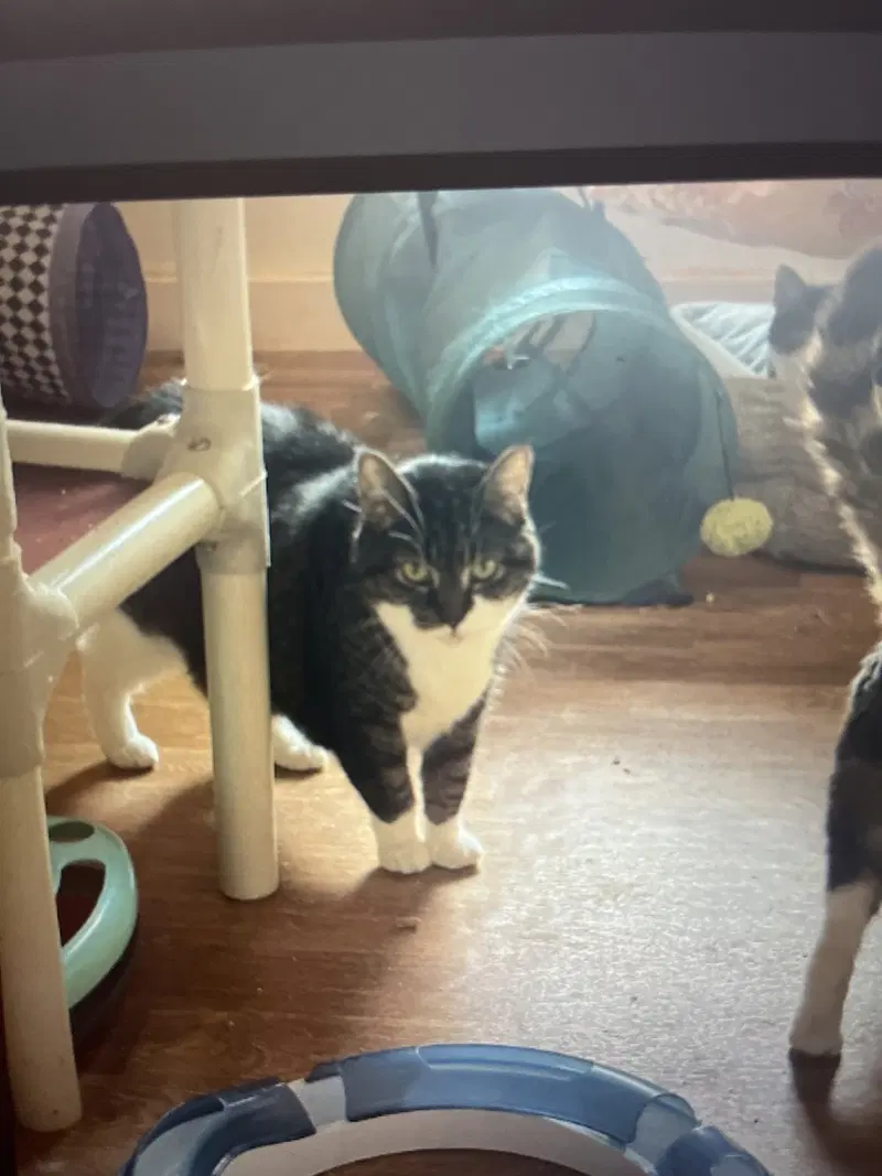 Willow, an adult female cat up for adoption
