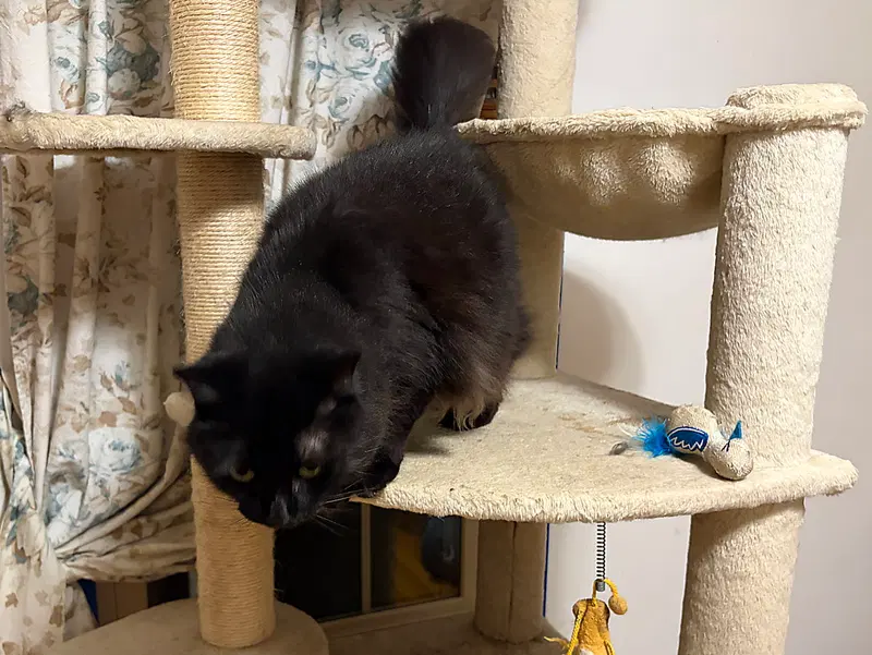 Rayven, an adult male cat up for adoption