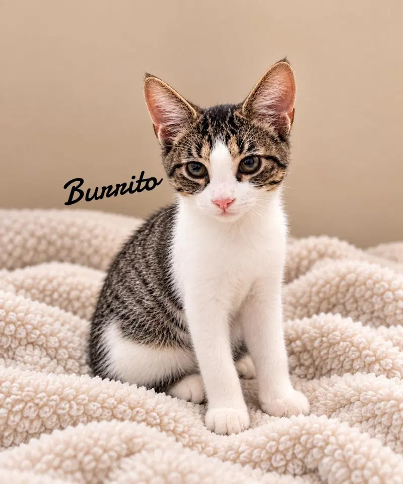 Burrito, a male kitten up for adoption