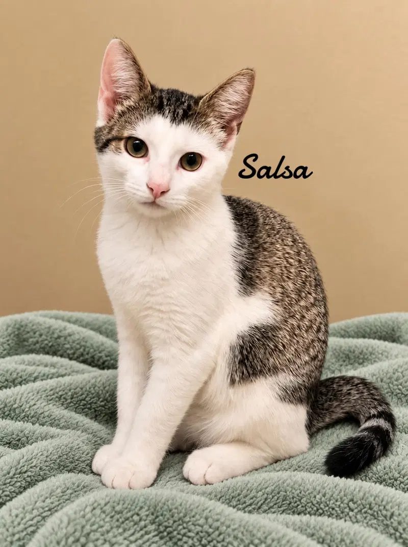 Salsa, a female kitten up for adoption