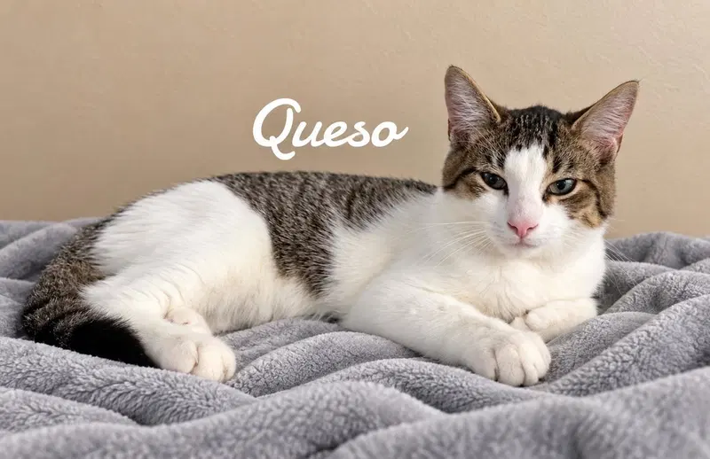 Queso, photo 2