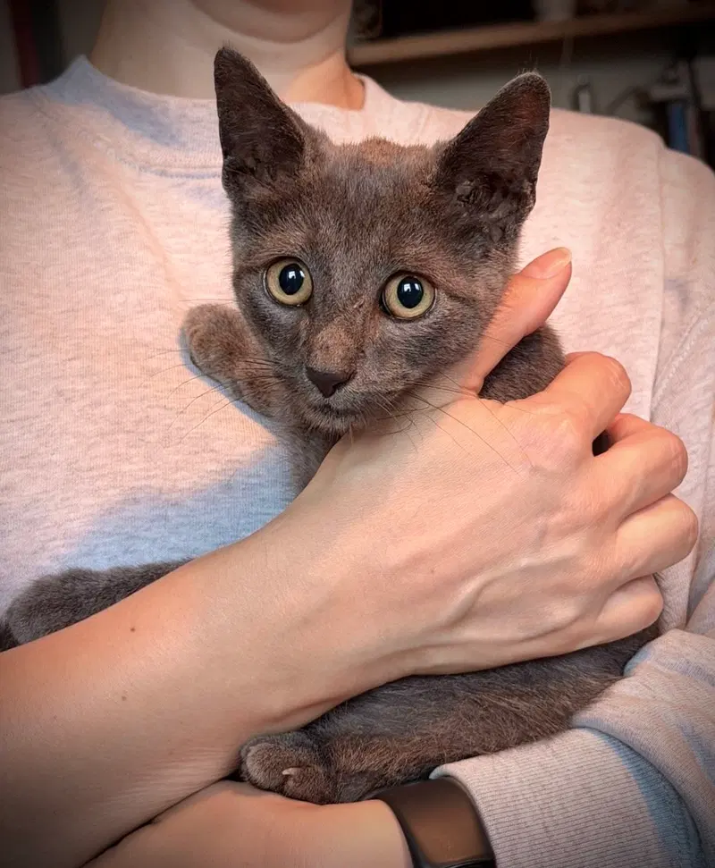Georgie, photo 2