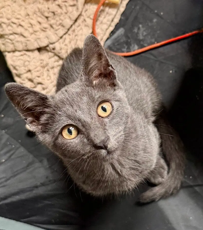 Georgie, a male kitten up for adoption