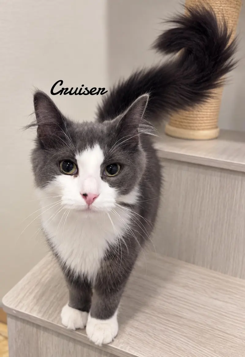 Cruiser, a young male cat up for adoption
