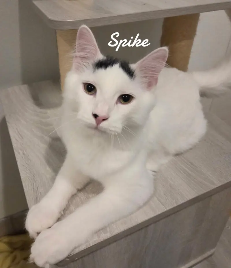 Spike, a young male cat up for adoption