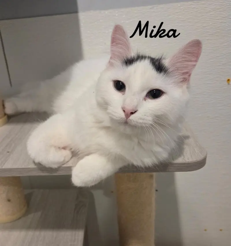 Mika, a young female cat up for adoption