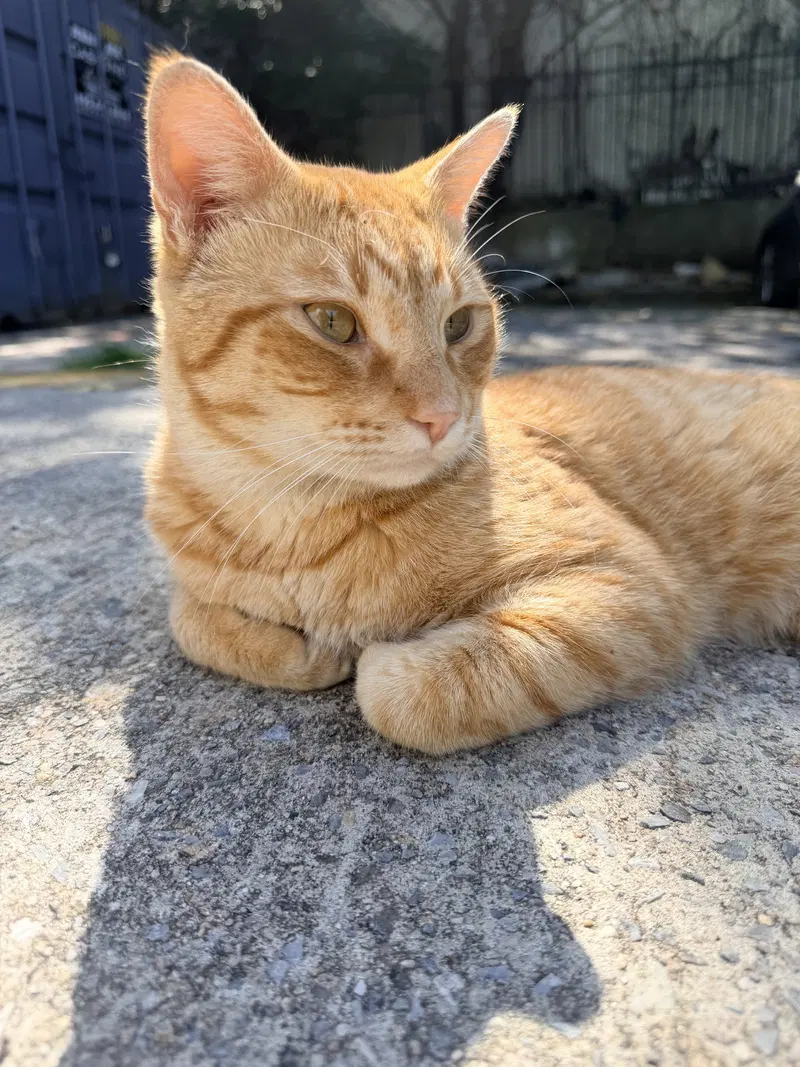 Cabbie, a young male cat up for adoption