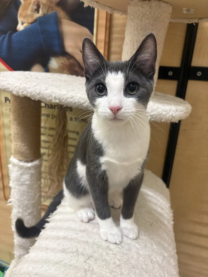 Astro, a young male cat up for adoption