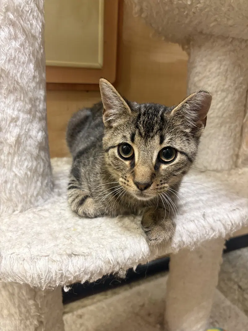 Joey, a male kitten up for adoption