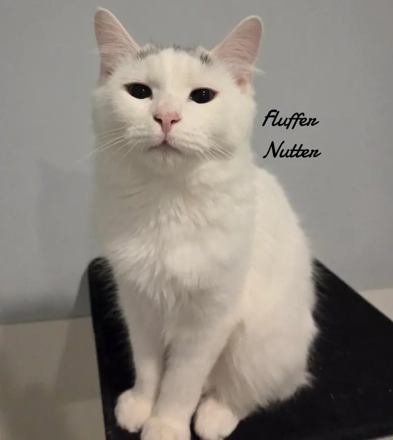 Fluffer Nutter, a female kitten up for adoption