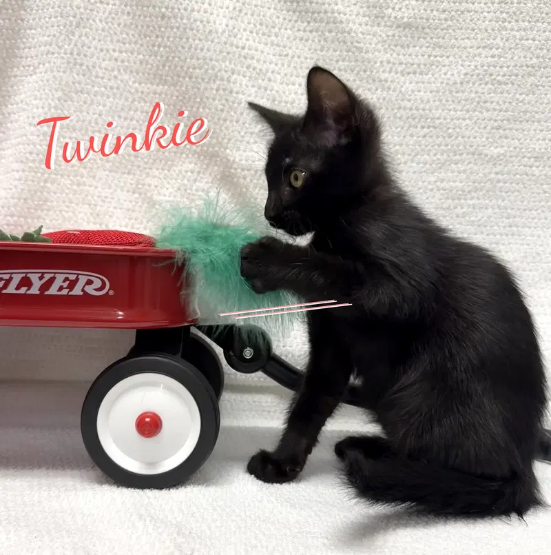 Twinkie, a male Bombay kitten up for adoption