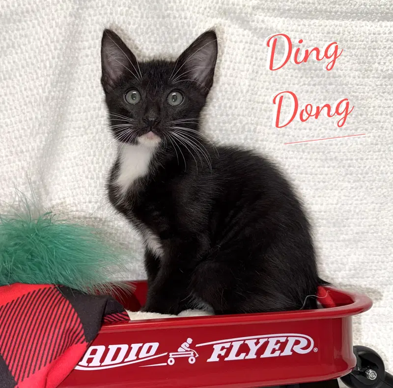 Ding Dong, a male Tuxedo kitten up for adoption
