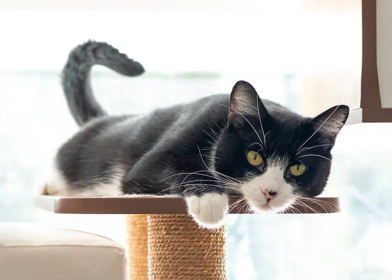 Mylo, an adult female cat up for adoption