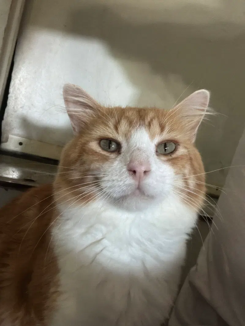 Tax, an adult male cat up for adoption