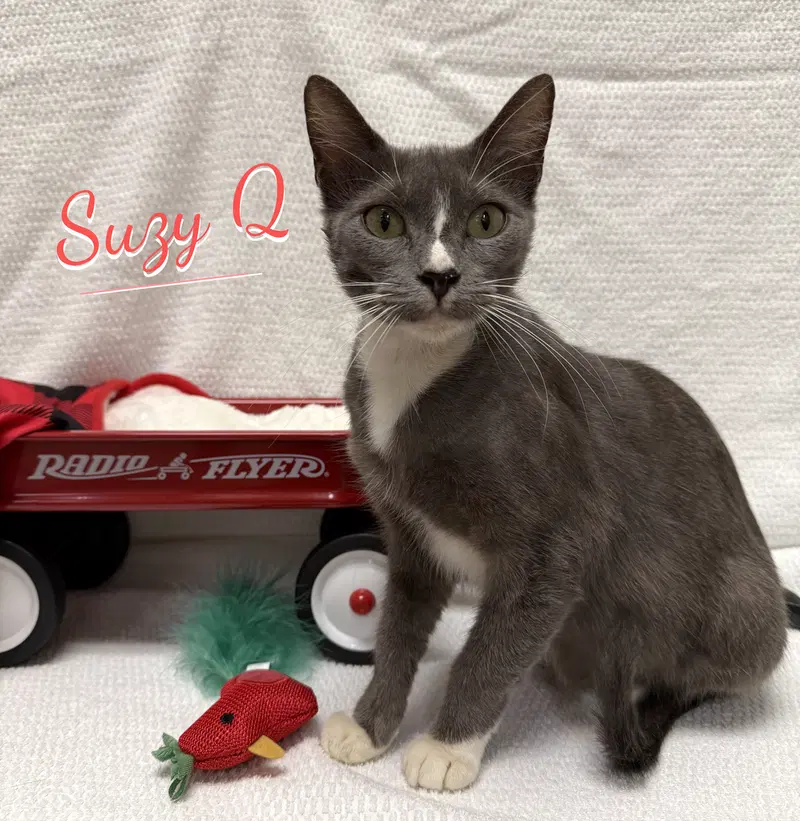 Suzy Q, a young female Tuxedo cat up for adoption