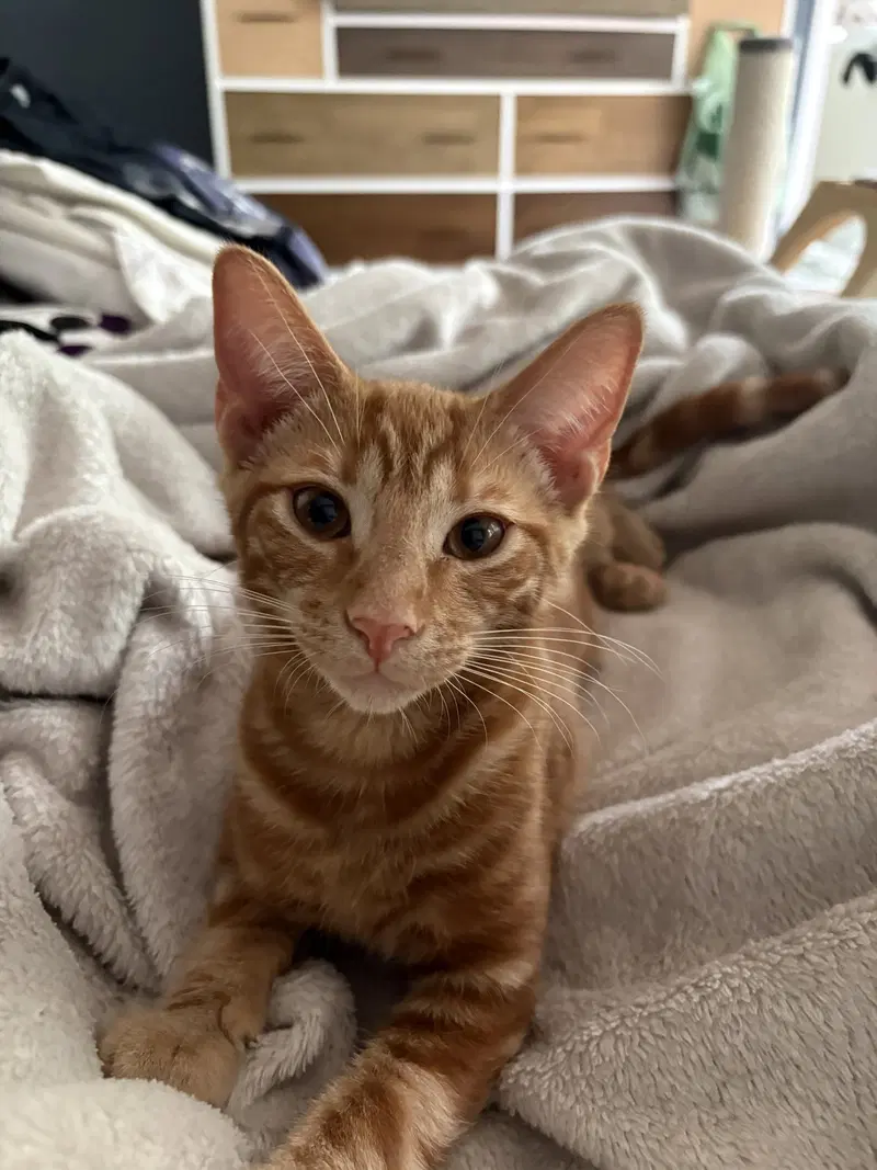 Sherbert & Julius, photo 3