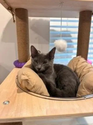 Kitten Ivan, a young male Russian Blue cat up for adoption