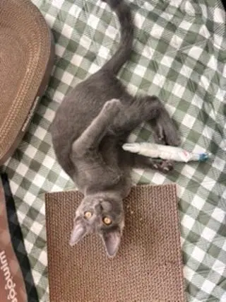 Kitten Ivan, photo 2