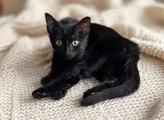 Kitten Carlita, photo 2