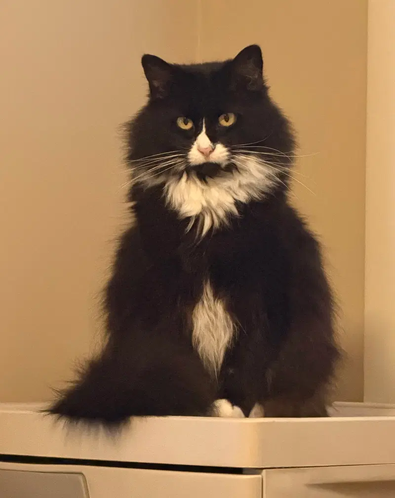 Jilly, an adult female cat up for adoption