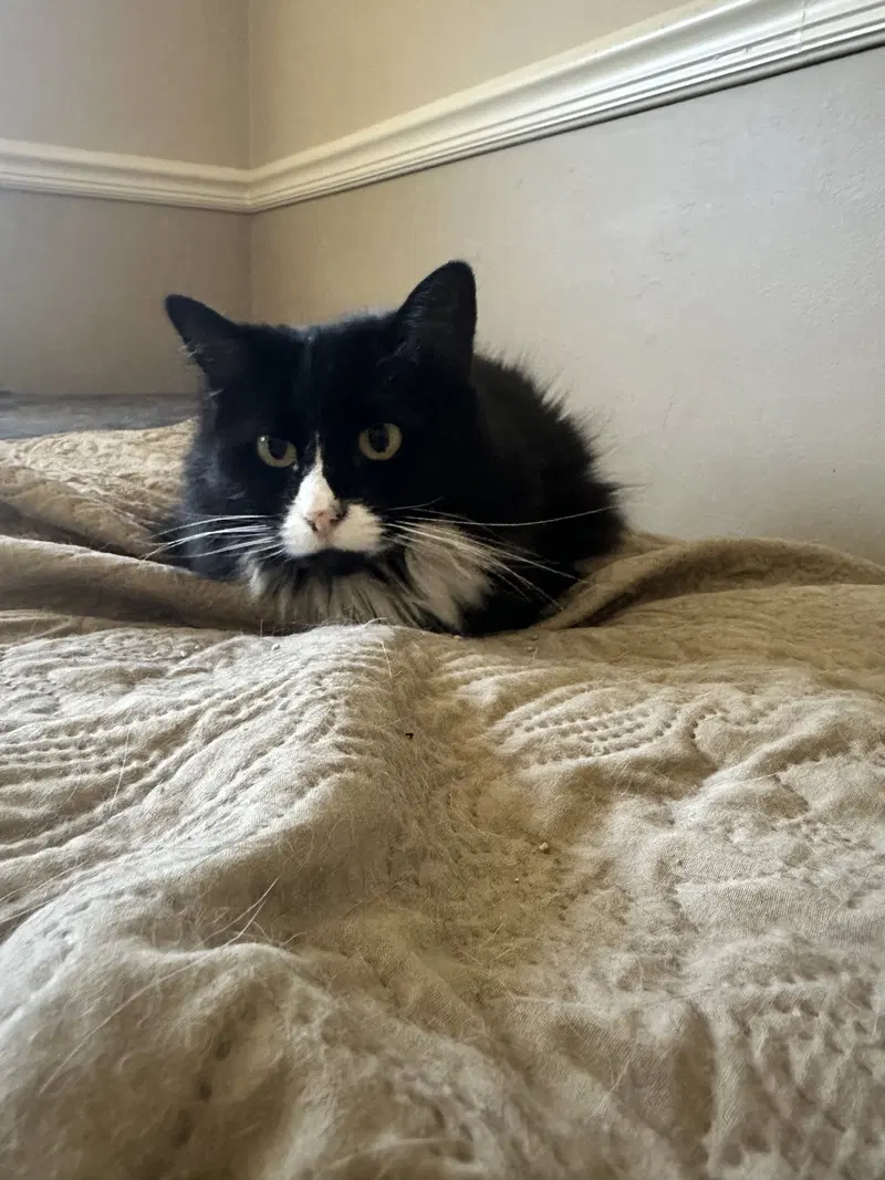Jilly, photo 2