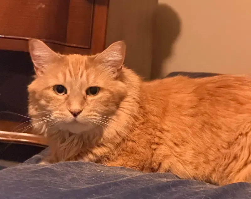 Tigger, an adult male cat up for adoption