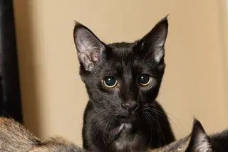 Kitten Tucker, a young male cat up for adoption