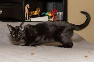 Kitten Tucker, photo 2