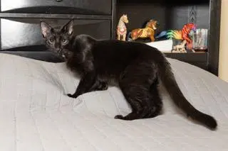 Kitten Tucker, photo 3