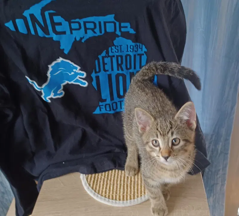 Karo, a male Tabby kitten up for adoption