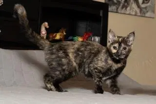 Kitten Stella, a young female Tortoiseshell cat up for adoption