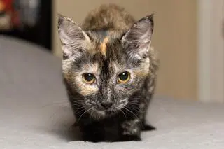 Kitten Stella, photo 3