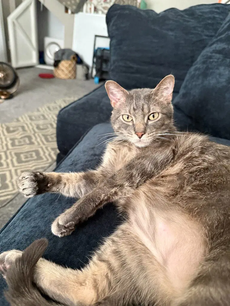 Purcy, an adult male cat up for adoption