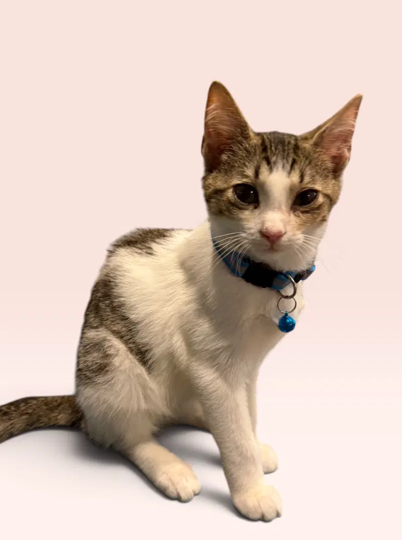 Jameson, a male kitten up for adoption