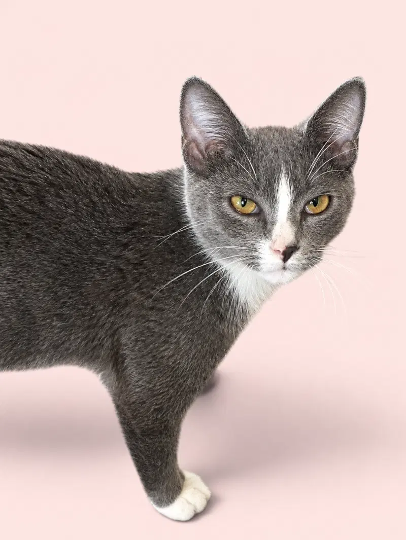 Hank, a young male cat up for adoption