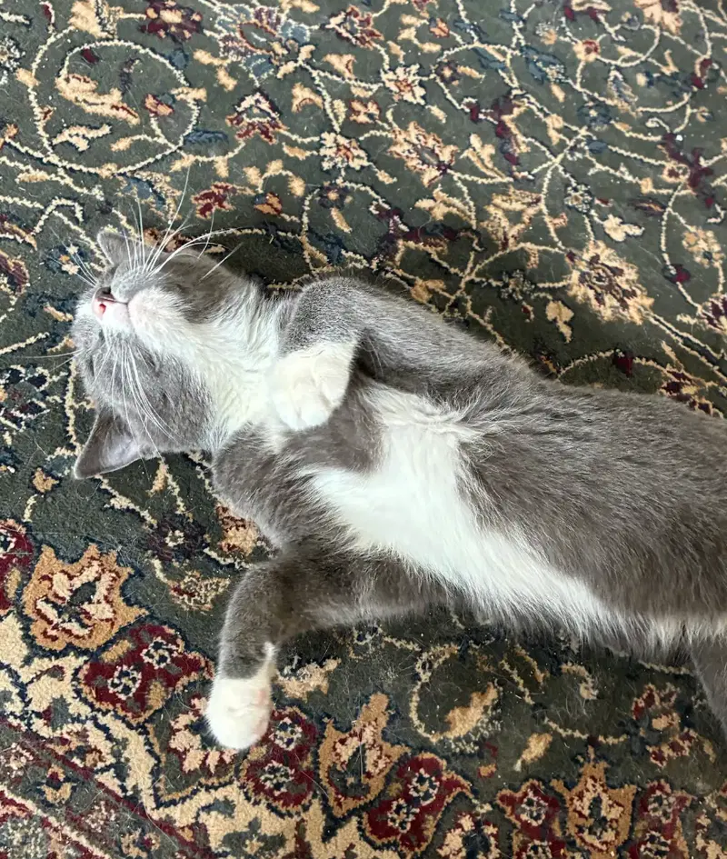 Hank, photo 3