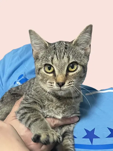 Watch the video of Lua