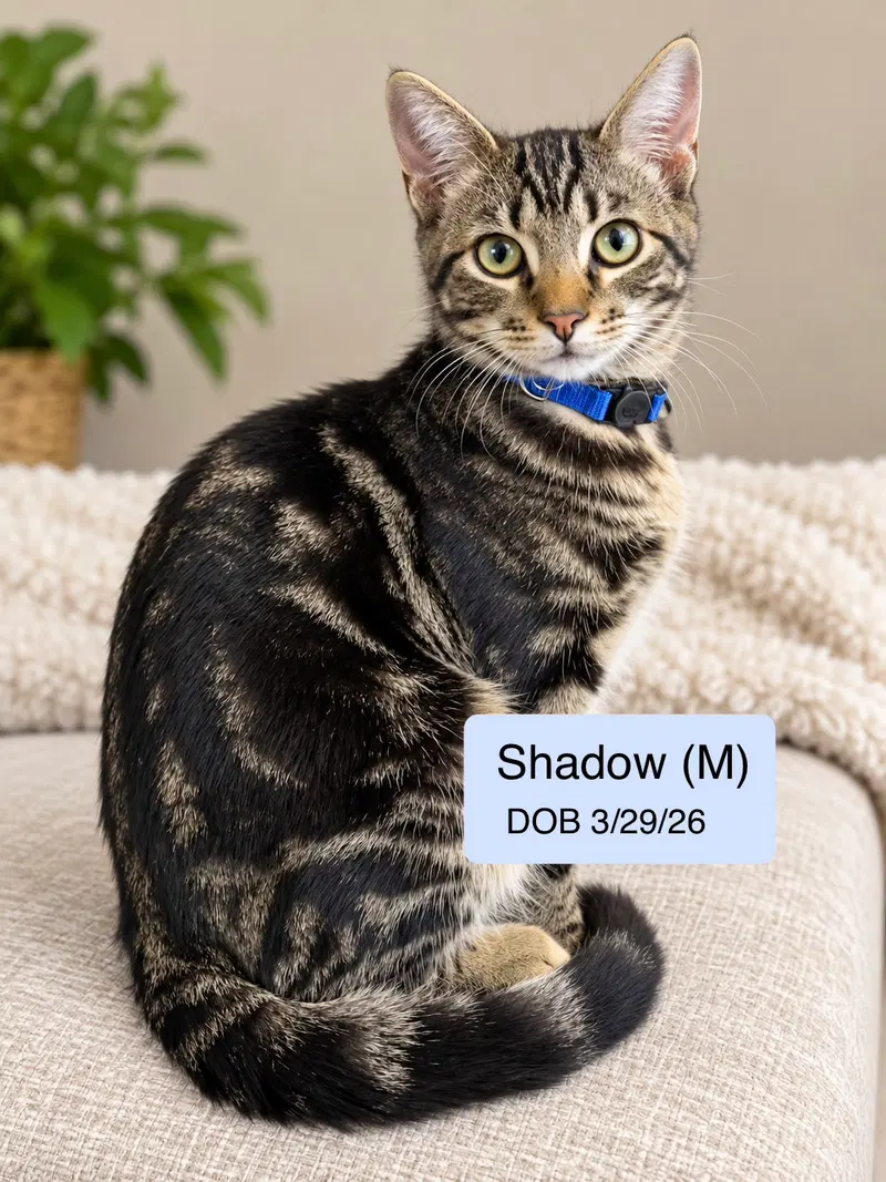 Shadow, a male cat up for adoption