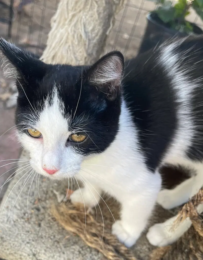 Pamela and Panda, male kittens up for adoption
