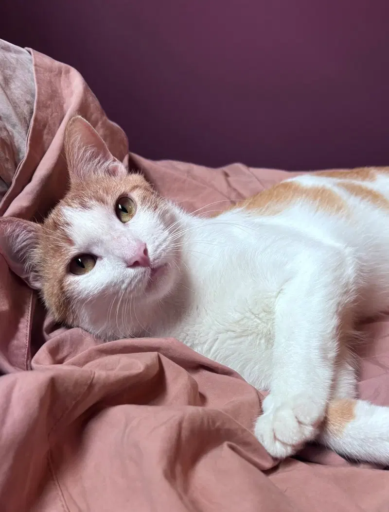 Nilla Wafer, a young male American Shorthair cat up for adoption