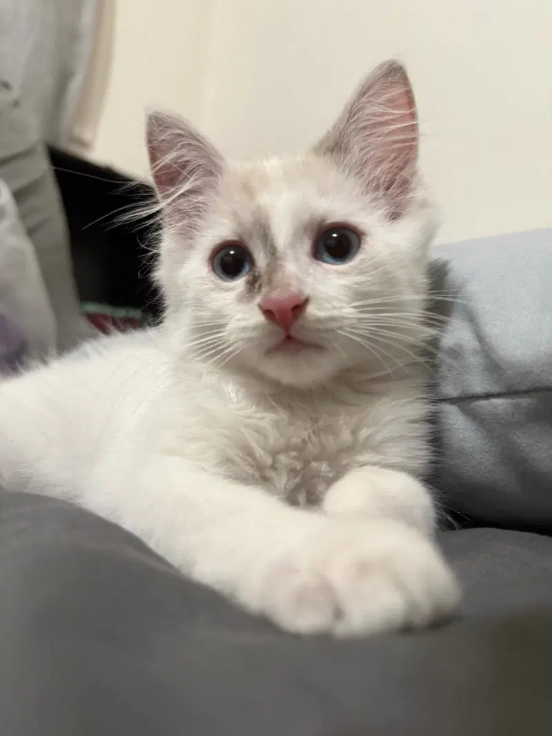 Mallow Marsh, a Siamese kitten up for adoption