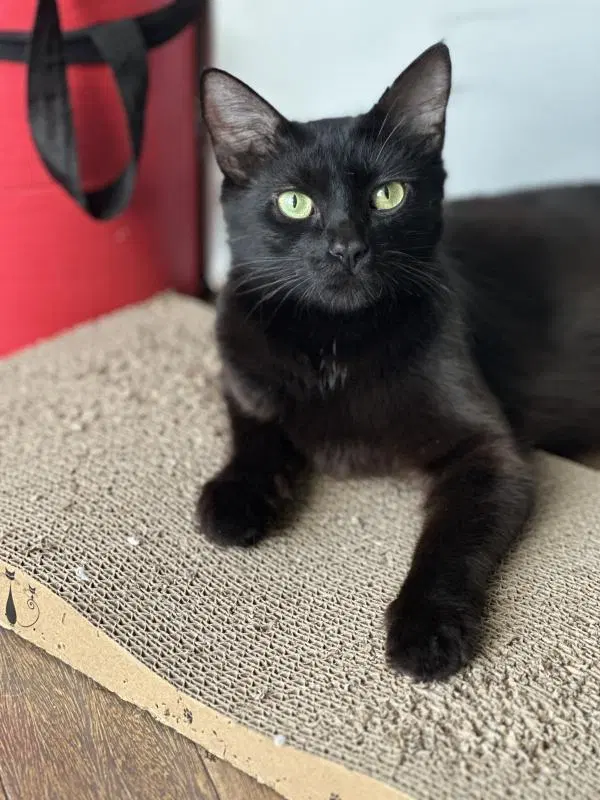 Ebony, a young female cat up for adoption
