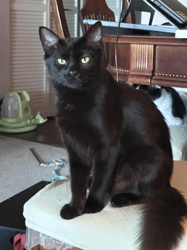 Ebony, photo 2